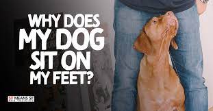 Why Does My Dog Sit On My Feet Sit Means Sit San Gabriel Valley
