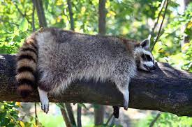 27 Photos Of Sleeping Animals Because We Ve All Had A Long And Exhausting Week Sleeping Animals Pet Raccoon Baby Raccoon