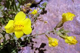 Image result for Mimulus gracilis