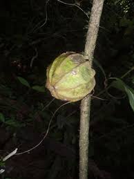 Image result for Ancylobothrys amoena