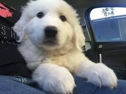 Maybe you would like to learn more about one of these? Litter Of 4 Great Pyrenees Puppies For Sale In Orlando Fl Adn 31573 On Puppyfinder Com Ge Great Pyrenees Puppy Great Pyrenees Puppy For Sale Puppies For Sale