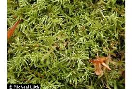 Image result for Brachystephanus