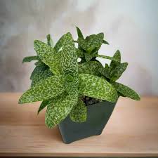 Image result for Ledebouria