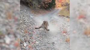 The cougar (puma concolor) is a large cat of the subfamily felinae. Cougar Stalks And Lunges At Utah Hiker Cnn Video
