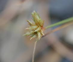 Image result for Bulbostylis megastachys