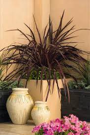 Festival Burgundy Cordyline Cordyline X Jurred Pp 14 224 Plant Pictures Plant Nursery Plants