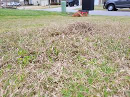 We did not find results for: Bermuda Should I Dethatch Link To Pics Lawncare