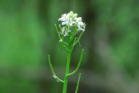 Image result for Setaria petiolata