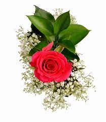 Maybe you would like to learn more about one of these? Single Stem Rose 1 Stem Kroger