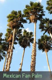 Sugars are the building blocks of tree growth. How Fast Do Palm Trees Grow In Arizona Phoenix Trim A Tree Llc