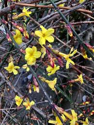 Image result for Jasminum nudiflorum