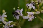 Image result for Ehretia obtusifolia