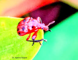 Image result for Erythrocephalum decipiens