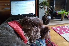 Leeds pet owners share adorable pictures of their furry friends in lockdown