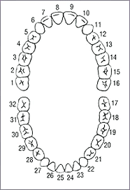Diagram Of Dental Teeth Numbers Wiring Diagram General Helper