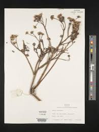 Image result for Senecio cryphiactis