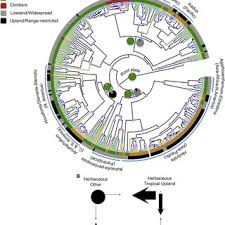 Image result for Hedythyrsus thamnoideus