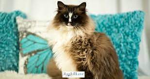 Beautiful pedigree seal point ragdoll cat male. The Seal Mitted Ragdoll Cat Collection