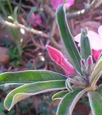 Image result for Adenium swazicum
