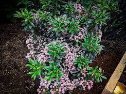 Blooms late spring to early summer. Minuet Mountain Laurel Shrub For Sale Online The Tree Center
