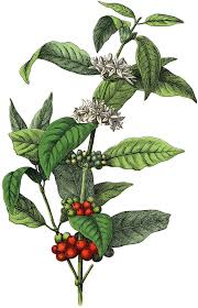 Free Stock Image Coffee Plant Coffee Flower Coffee Plant Coffee Illustration