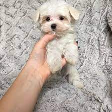 Maybe you would like to learn more about one of these? Maltese Puppy For Sale In Houston Tx Adn 34456 On Puppyfinder Com Gender Male Age 8 Weeks Old Maltese Puppies For Sale Maltese Puppy Puppies For Sale