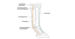 sehnenschaden und sehnenscheidenentzundung equicrown sehnenscheidenentzundung schade lymphsystem