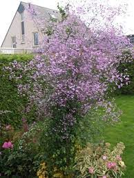 Thalictrum delavayi hewitts double aka hewitt's double meadow rue. Thalictrum Delavayi Alchetron The Free Social Encyclopedia
