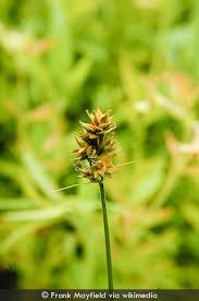 Image result for Secamone brevipes