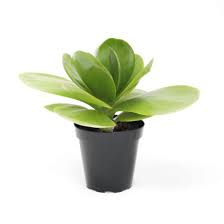 Kalanchoe Thyrsiflora Flapjacks Pepiniere Locas