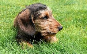 He was a mini long haired black/red. Miniature Dachshund Trupanion Dog Breed Guide