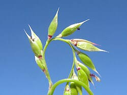 Image result for Eccoptocarpha obconiciventris