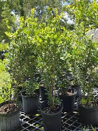 Image result for Eugenia aschersoniana