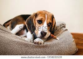Browse our collection of grey bedroom furniture at great little trading co. Shutterstock Puzzlepix