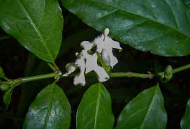 Image result for Aidia micrantha