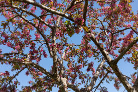 Removing dead branches and diseased limbs are very important to the overall health of your trees by increasing the air quality and sunlight that it gets. Country Fruit Tree Pruning Farmhouse Landscape New York By Les Arbres Tree Service Fine Gardening Houzz