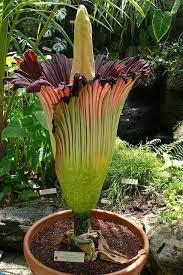 Titan Arum Corpse Flower Corpse Flower Plants Unusual Flowers