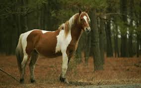 Fonds D Ecran Chevaux Gratuits Les guêtres et les protèges boulets jouent un rôle primordial. fonds d ecran chevaux gratuits