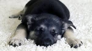 Puppy food is high in calories and it is highly digestible. Teach Your Puppy To Sleep Through The Night A Dog Trainer S Method The Dog People By Rover Com