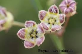 Image result for Sisyranthus imberbis