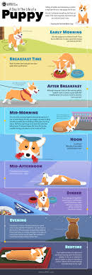 puppy schedule daily routine for new puppies