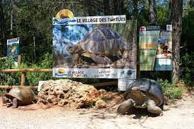 Ce lieux situé à gonfaron plus de 2500 tortues sont soignées, élevées puis remises dans la nature afin de sauver certaines. Village Des Tortues Coeur Du Var