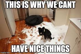 11 Dog Memes This Is Why We Can T Have Nice Things Puppy Leaks Dog Mess Guilty Dog Dog Memes