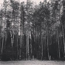 Black And White Woods Picture Contemplation Black And White Woods Holeandcornermagazine Com Tree Black And White Photo