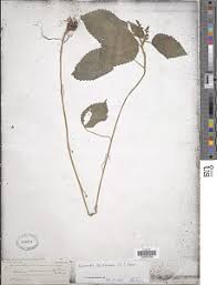 Image result for Hyparrhenia anthistirioides