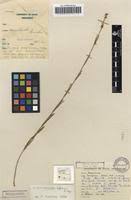 Image result for Aspidoglossum biflorum