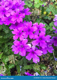 Image result for Verbena aristigera