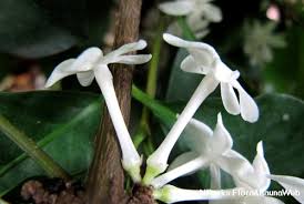 Image result for Pleiocarpa