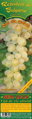 Nici trunchi, nici ramuri, nici flori, nici fructe frumoase! Vita De Vie Rezistent De Bulgaria Struguri De Masa Lucaria