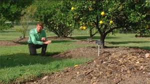Buy fruit trees & plants at naturehills.com. Citrus Care Fact Sheets Gardening Australia Gardening Australia
